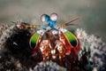 Peacock mantis shrimp in Gorontalo, Indonesia underwater photo