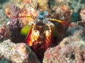 Peacock mantis shrimp