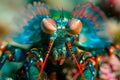 Peacock Mantis Shrimp in nature underwater Royalty Free Stock Photo