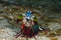 Peacock Mantis Shrimp Odontodactylus scyllarus