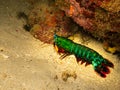 Peacock mantis shrimp, Odontodactylus scyllarus, harlequin, painted, clown, or rainbow mantis shrimp at a Puerto Galera