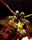 Peacock Mantis Shrimp, odontodactylus scyllarus, Portrait