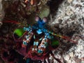 Close-up of peacock mantis shrimp Royalty Free Stock Photo