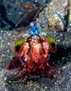 Peacock Mantis Shrimp Royalty Free Stock Photo