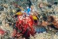 Peacock Mantis Shrimp