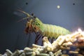 Peacock mantis shrimp Royalty Free Stock Photo