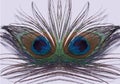 Peacock Mask Made from Tail Feather