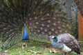 Peacock mating dance for peahen Royalty Free Stock Photo