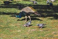 A peacock in the middle of pigeons