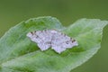 The Peacock moth Macaria notata sitting on leaf