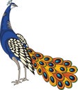 Beautiful Peacock motif