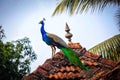 Peacock the national bird of india Royalty Free Stock Photo