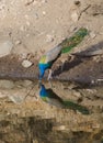 A peacock,the National Bird of India drinking water from a lake Royalty Free Stock Photo