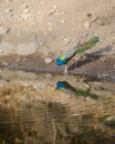 A peacock,the National Bird of India drinking water from a lake Royalty Free Stock Photo