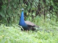 Peacock, National Bird of India in garden - green background Royalty Free Stock Photo