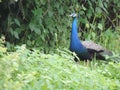 Peacock, National Bird of India in garden Royalty Free Stock Photo