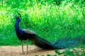 Peacock walking in the middle of green bushes Royalty Free Stock Photo