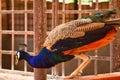 peacock the national of india Royalty Free Stock Photo