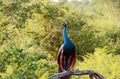 Peacock Royalty Free Stock Photo