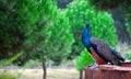 Peacock in Nature