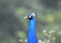 Peacock neck closeup