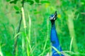 Peacock neck and head peering out from among bushes Royalty Free Stock Photo