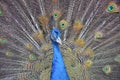 Peacock with open beautiful tail