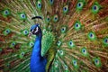 Peacock open feathers looking through camera.