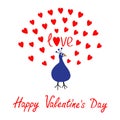 Peacock Open red heart set tail. Zoo animal collection. Exotic tropical bird. Cute cartoon character. Blue color. Happy Valentines Royalty Free Stock Photo