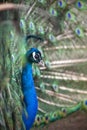 Peacock Royalty Free Stock Photo