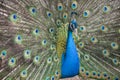 Peacock Royalty Free Stock Photo