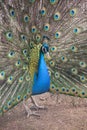 Peacock Royalty Free Stock Photo