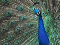 Peacock with the open tail and big blue-green eyespots Royalty Free Stock Photo