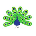 Peacock with open tail. Feather out. Beautiful Exotic tropical bird. Zoo animal collection. Cute cartoon character. Royalty Free Stock Photo