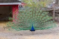 Peacock open tail feathers Royalty Free Stock Photo