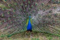 Peacock with open tail, Israel Royalty Free Stock Photo