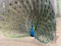 Peacock open tail Royalty Free Stock Photo