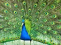 Peacock open tail Royalty Free Stock Photo