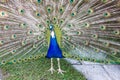Peacock with open tail. standing bird Royalty Free Stock Photo