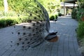 Peacock displaying tail on curved garden path Royalty Free Stock Photo