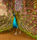 Peacock open tail Royalty Free Stock Photo