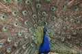 Peacock opened its beautiful tail. Colored feathers on the tail of a peacock