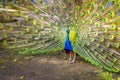 The peacock opened its multicolored tail like a fan. Beautiful plumage of male peacock in mating season