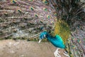 Peacock opening feathers. Royalty Free Stock Photo