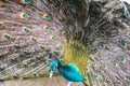 Peacock opening feathers. Royalty Free Stock Photo