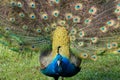 Peacock opening and showing its colorful tail Royalty Free Stock Photo