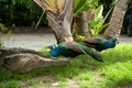 Peacock pair Royalty Free Stock Photo