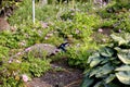 Peacock in Pairi Daiza, Belgium