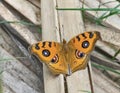 Peacock pancy butterfly