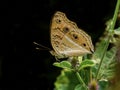 Peacock pancy Butterfly: Resting on flower bud Royalty Free Stock Photo